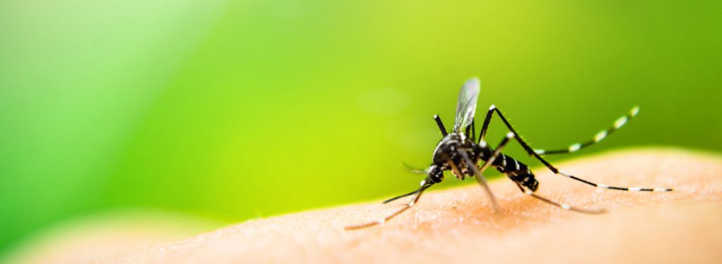 How to control mosquito control at home?