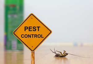 Are you looking for a low budget pest control service in Trivandrum?