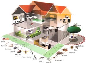 Pest Control Trivandrum | Termite Control Trivandrum | Post Construction Termite Treatment | Pest Control Kerala | Pest Control & Cleaning Services