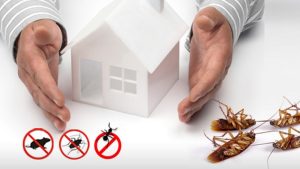 Pest Control Services in Trivandrum – Quality Service at Low cost