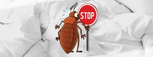 Bed bug removing service provider in Trivandrum