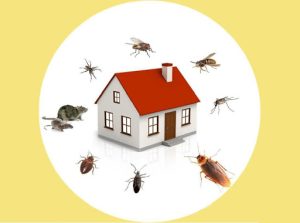 Pest Control and Sanitization for Affordable cost