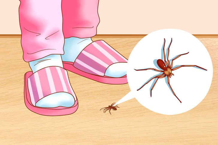 Tips to remove pests from Home