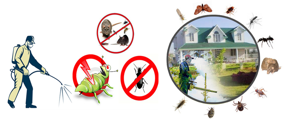 Top reason to hire a professional pest control agency in Trivandrum