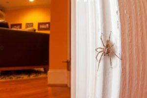 How to remove pests at home?