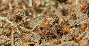 Termite control methods from the best pest treatment agency in Trivandrum