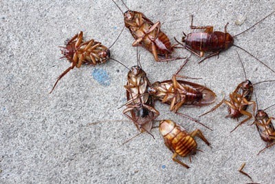 5 Tips To Keep Cockroaches Out of Your Apartment