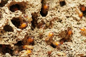 How To Get Rid Of Termites Signs And Its Treatment