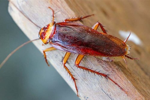 Cockroach Prevention Is Necessary For Protecting Health