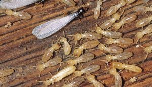 Get Rid Of Termites with Professional Termite Pest Control Services