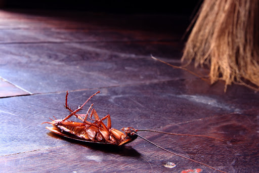 How To Get Rid Of Cockroach In Your Home A Complete Companion