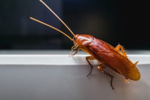 Cockroach Prevention Is Necessary for Protecting Health