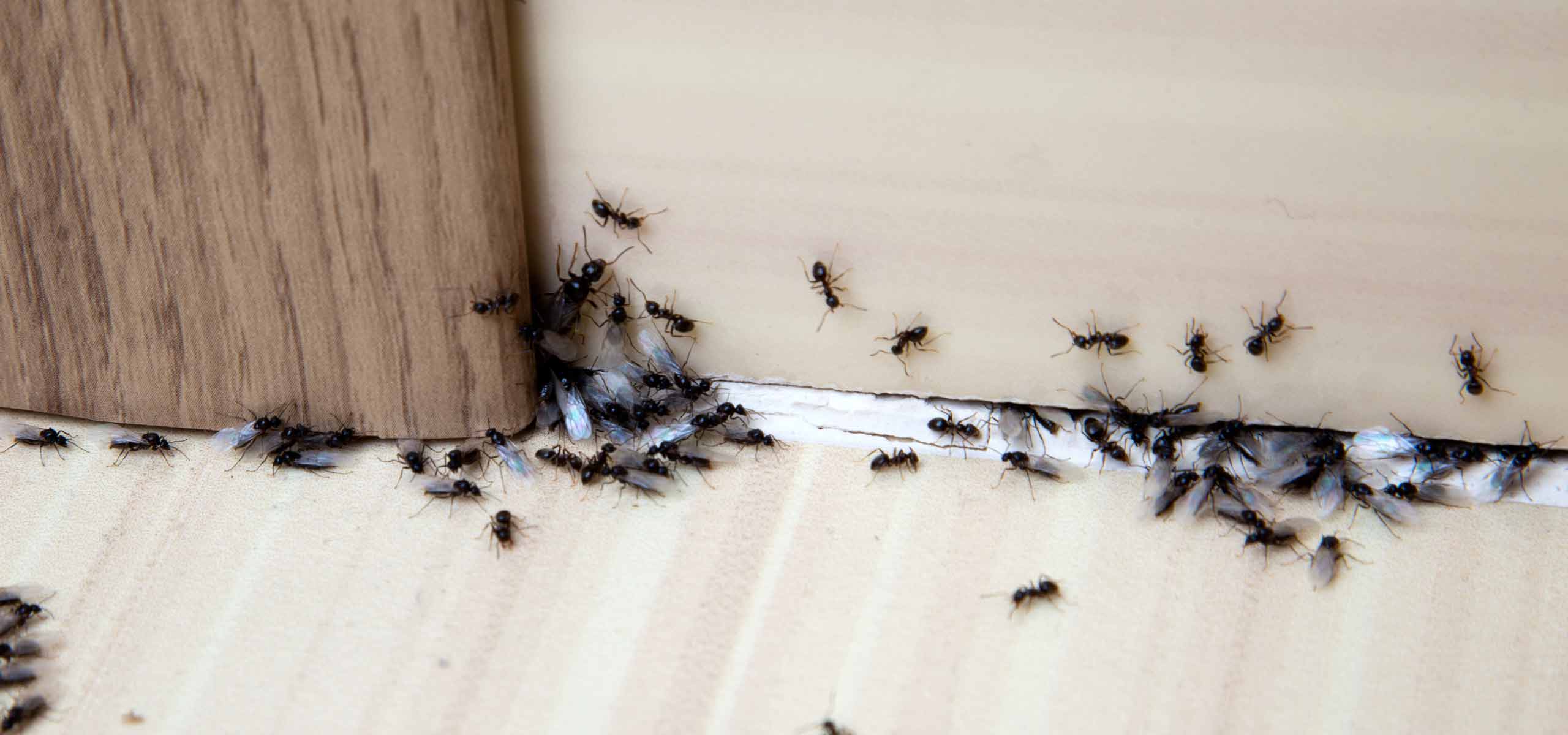 Why You Have Ants notwithstanding Your House Being Clean