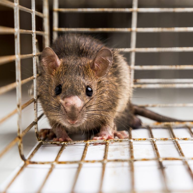 The most effective method to Get Rid Of Mice In The House