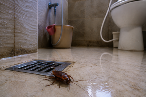 A Cockroach Came Out of the Bathroom Drain. Your House Is Not the Problem. 1 Cockroaches Coming Out of Bathroom Drains