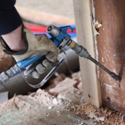 dampwood-termite-control-2-1